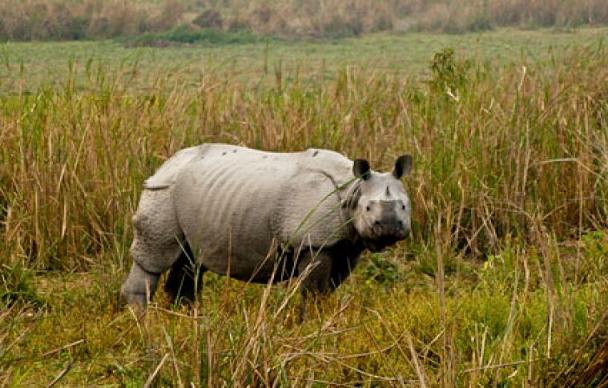 1467720168_2kaziranga 3.jpg